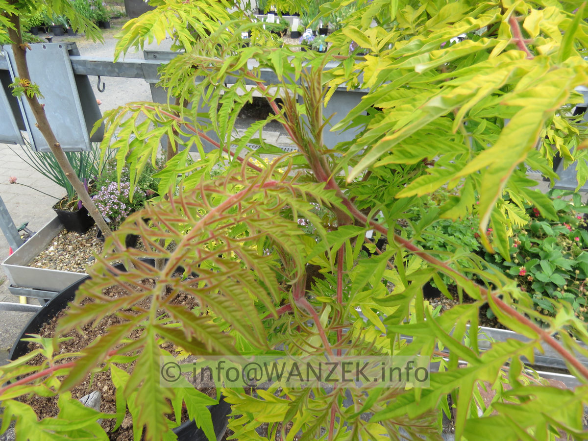 Rhus typhina Tiger Eyes 002.JPG